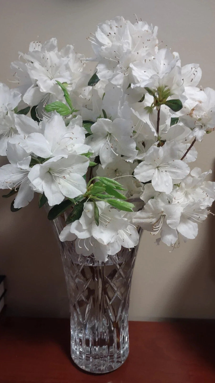 Crape Myrtle Cuttings 5-7" Lagerstroemia indica White Bloom Fresh Unrooted 20+ Pack