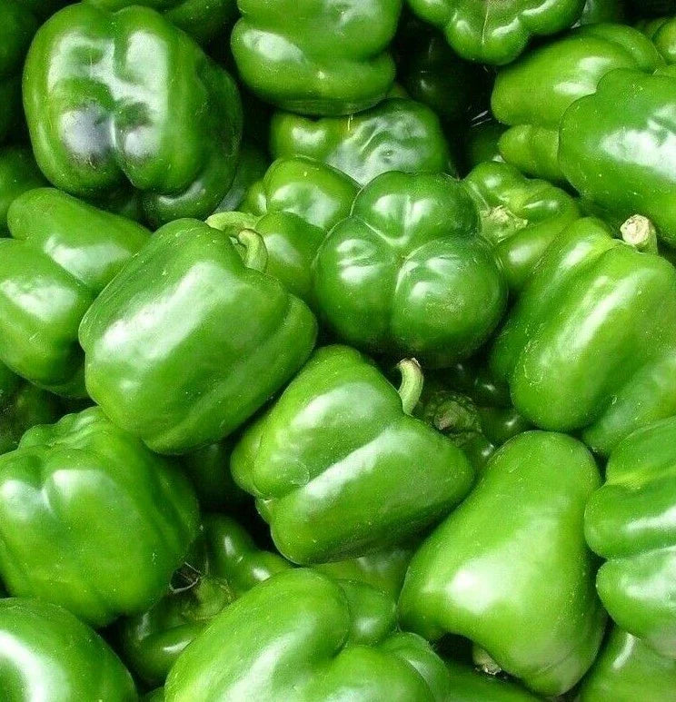 California Wonder Bell Pepper Seeds - 100+ Sweet Culinary Peppers - Capsicum annuum