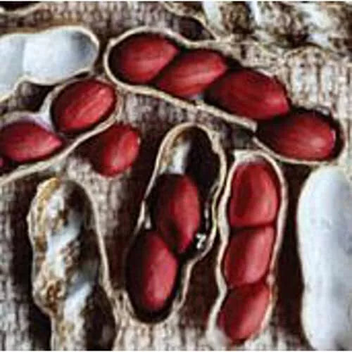 Early Spanish Peanut Seeds, Non-GMO, Arachis hypogaea, Compact Bush Plant, Vegetable Seed Pack