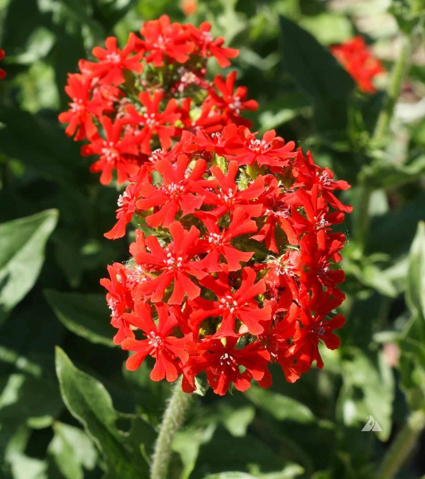 Maltese Cross Seeds – Lychnis Chalcedonica Perennial Flower Seeds, Bright Red/Orange, 300+ Seeds, Easy to Grow, Attracts Pollinators
