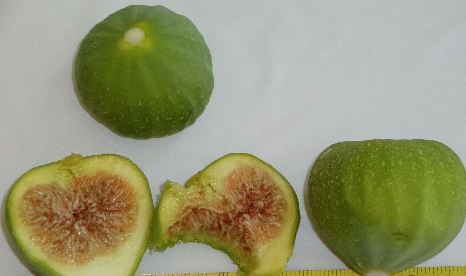 Succulent Cuttings 1-2 Inches, 15 Varieties for Fairy Gardens, Weddings, Crafts, Decor, Succulent Plants, Rosettes