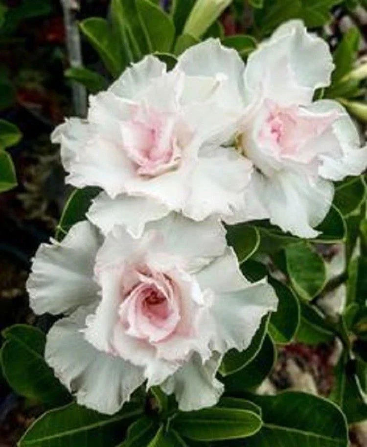 Double White Desert Rose Seeds - 4 Pack Adenium Obesum Perennial Flowers - US Seller