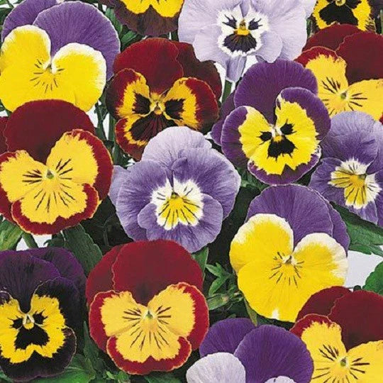 Joker Mix Pansy Seeds - 50 Seeds - Colorful Annual Viola tricolor Flowers