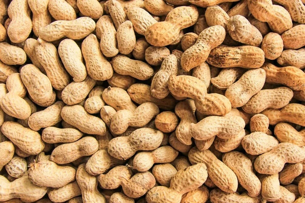 Peanut Seeds in Shell - 20 Count for Planting - Grow Your Own Arachis hypogaea Garden Seeds