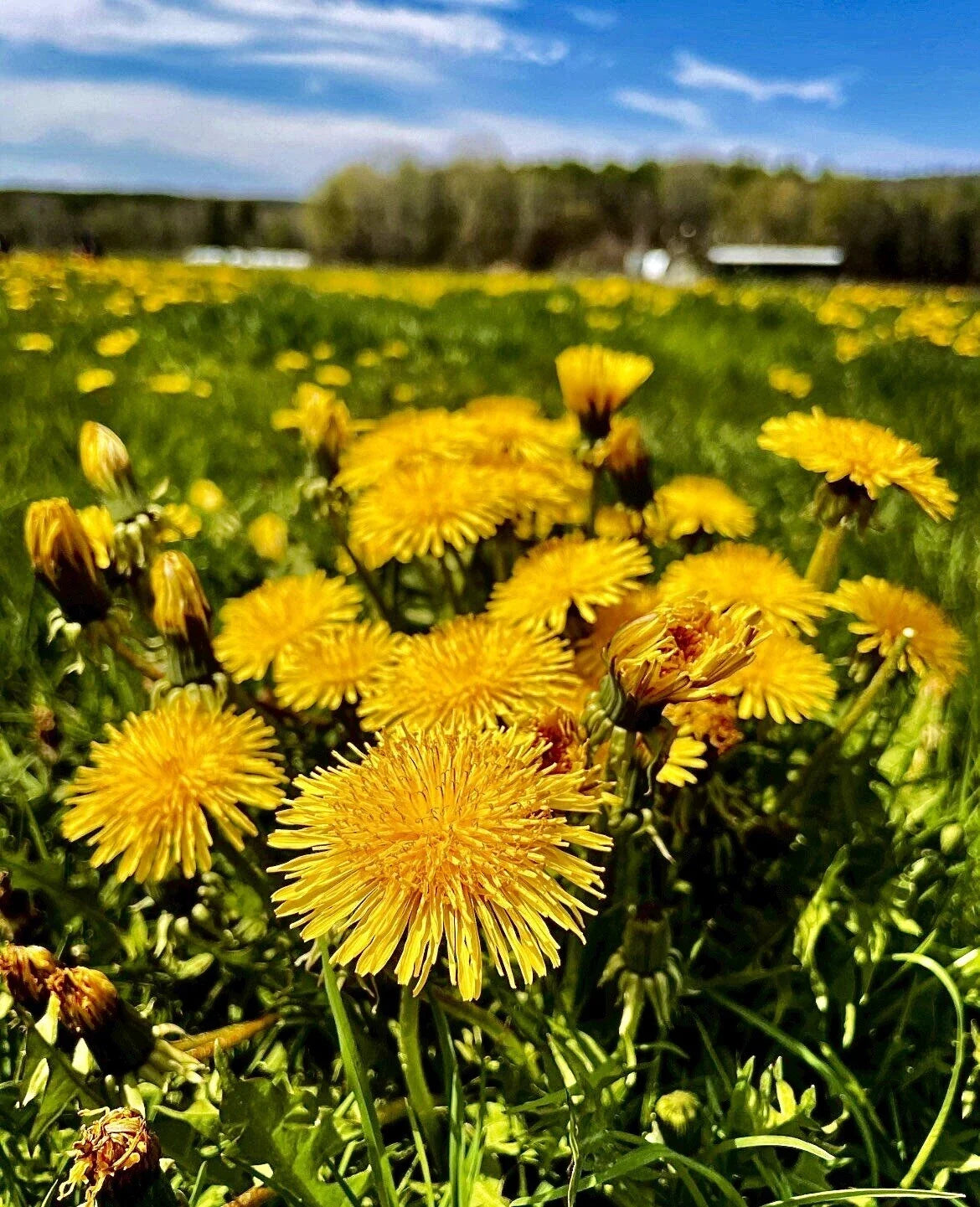 Organic Dandelion Seeds - Wild Yellow Flowers - Perennial Herb Taraxacum officinale - Eco-Friendly Garden Seeds