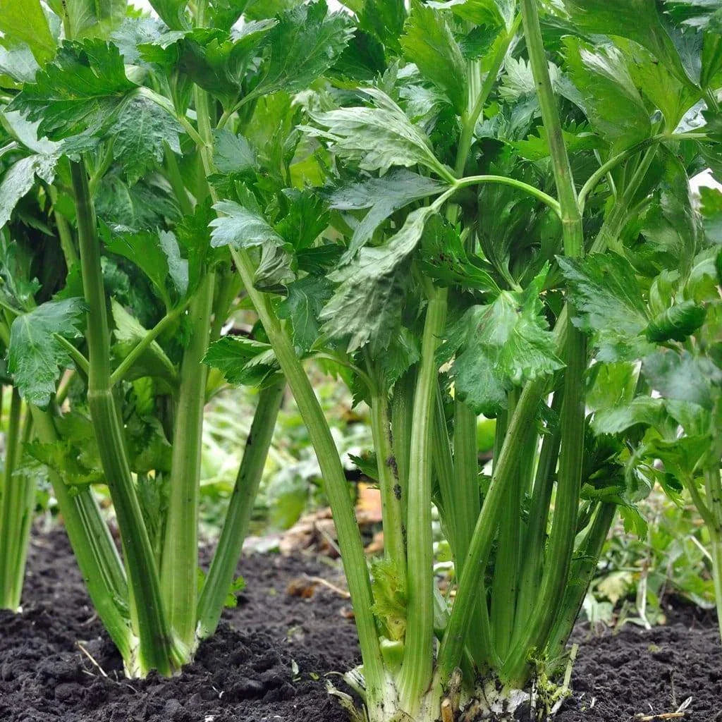 Tall Utah Celery Seeds 52/70 - NON-GMO Heirloom, Organic Gardening