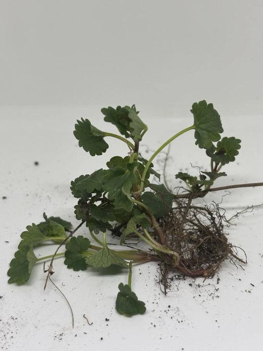 10 Creeping Charlie Plants Bare Root Glechoma hederacea Evergreen Groundcover Fast-Spreading Perennial Vine