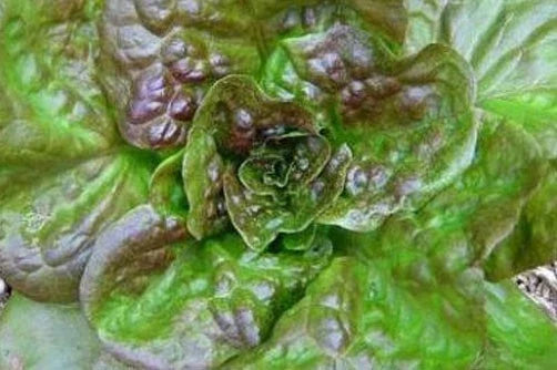 Bronze Guard Leaf Lettuce Seeds - 200 Count, Easy to Grow Lactuca sativa Loose-Leaf Variety for Salads and Containers