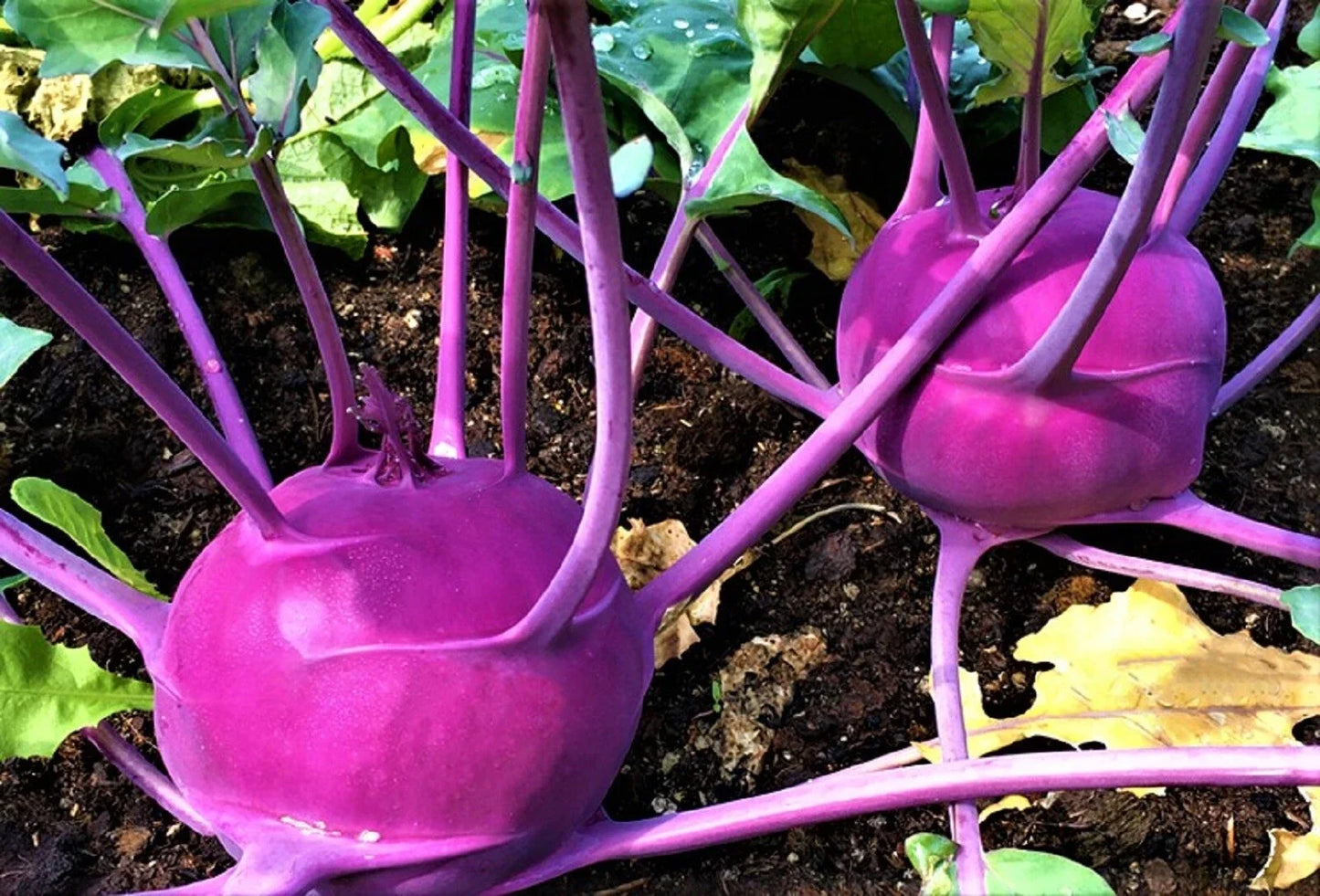 Purple Vienna Kohlrabi Seeds - 500 Non-GMO Brassica oleracea var. gongylodes Vegetable Seeds