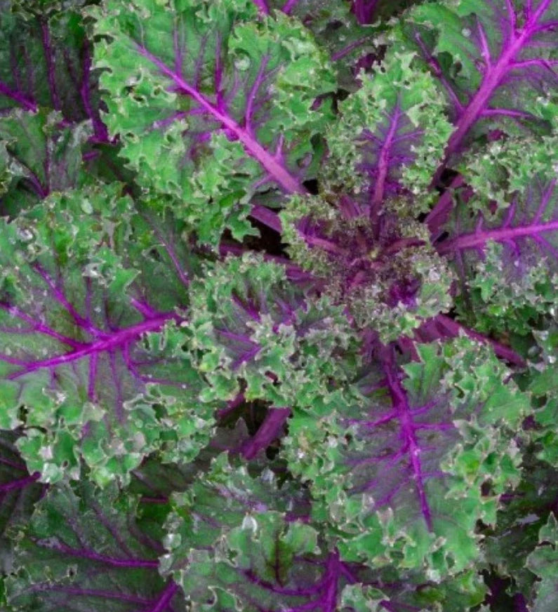 Red Russian Kale Seeds - 3000+ Non-GMO Heirloom Brassica napus for Gardening & Cooking