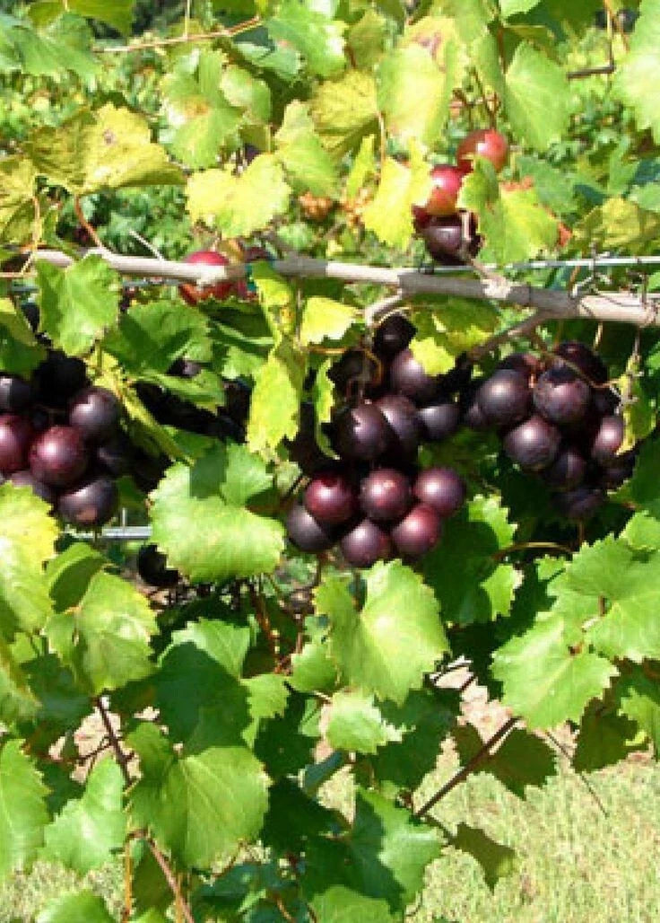 Muscadine Grape Climbing Vine 4'' Pot - Native Vitis rotundifolia in Bronze, Purple, Black Varieties