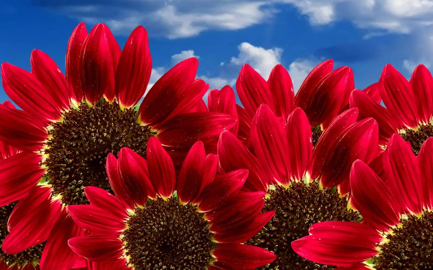 Red Sun Sunflower Seeds - 30+ Pack - Helianthus annuus Annual Flowers
