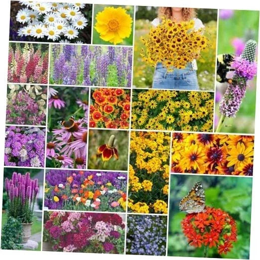 Perennial Wildflower Seeds Mix - 5 lb Bulk, 2.4 Million+ Non-GMO Native Seeds for Meadows & Gardens