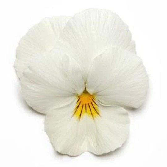 15 Pansy Seeds Cool Wave White Viola x wittrockiana for Hanging Baskets & Gardens