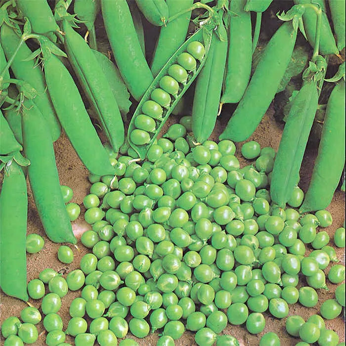 Green Arrow Pea Seeds 25 Ct Heirloom Non-GMO Pod Peas for Vegetable Garden