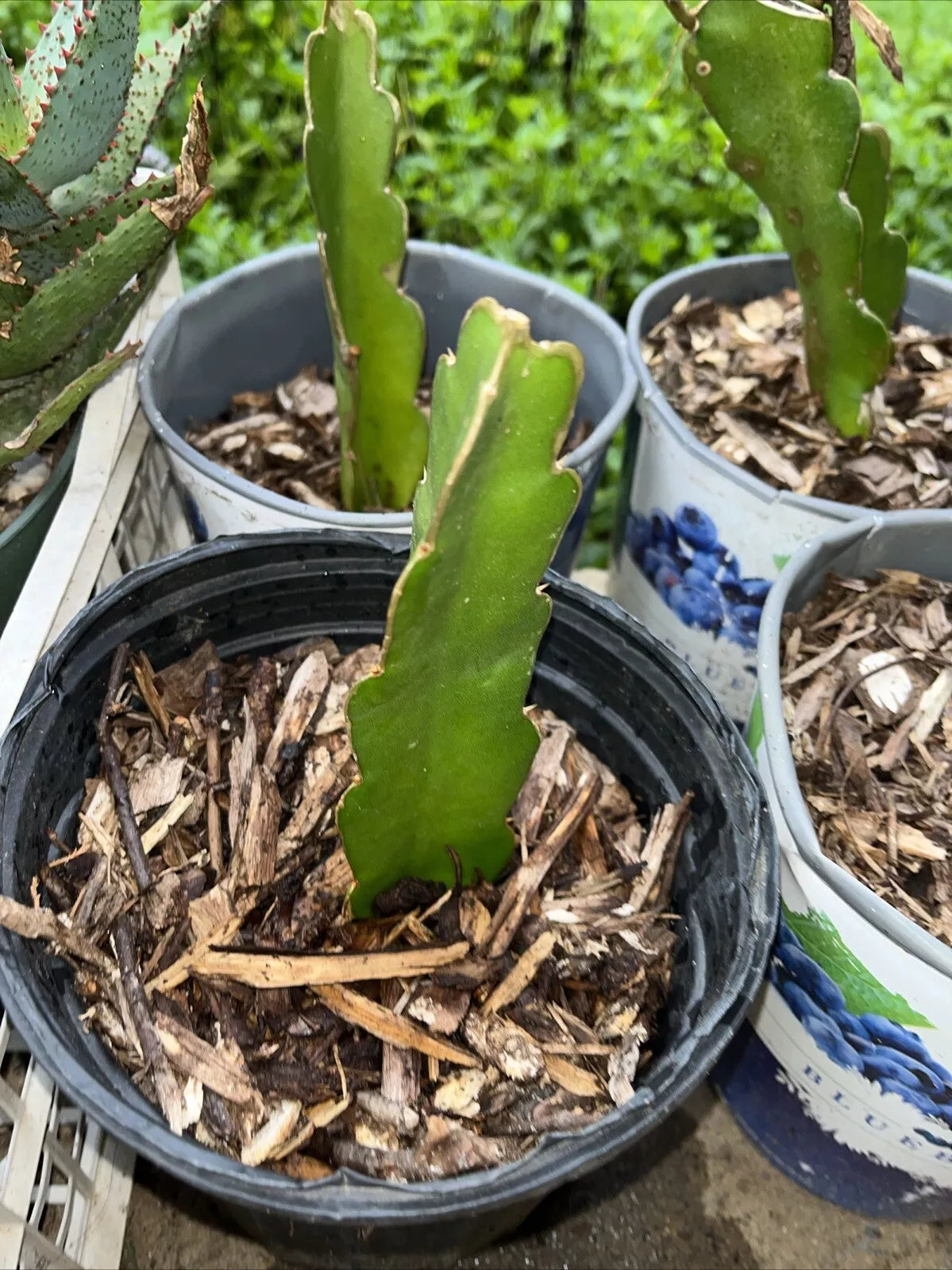 Rooted Red Dragon Fruit Cutting - Hylocereus undatus with Dark Pink Skin & Red Flesh