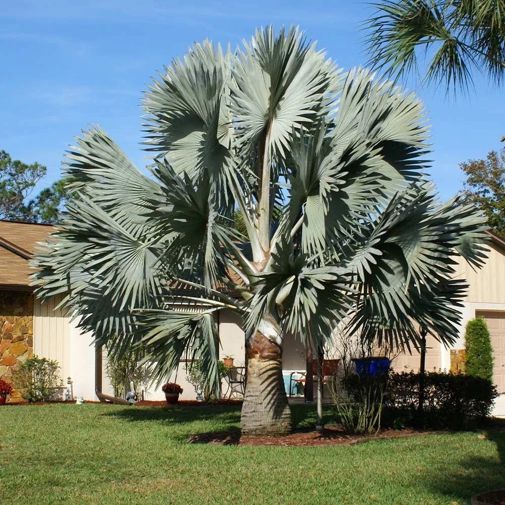 Silver Bismarckia Palm Tree Seeds - Bismarckia Nobilis, Tropical Landscaping, Garden, 5 Pack