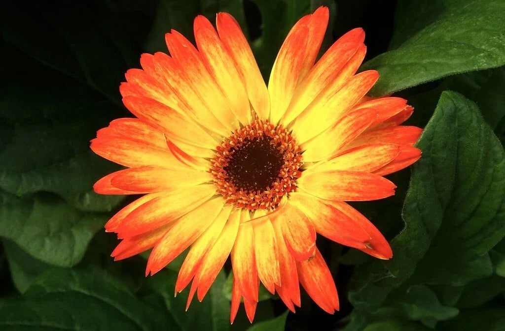 Sunburst Gerbera Daisy Seeds - 200+ Pack, Vibrant Flowers, Gerbera jamesonii, Garden Planting, Easy to Grow
