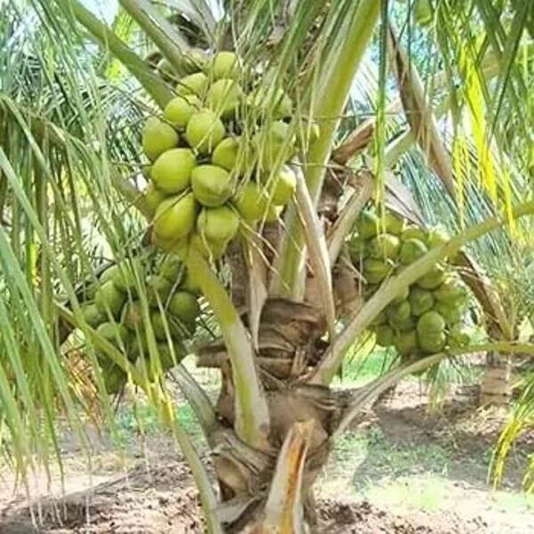 Sprouted Dwarf Green Malayan Coconuts 6–8” – Rare Fresh Certified – Cocos nucifera