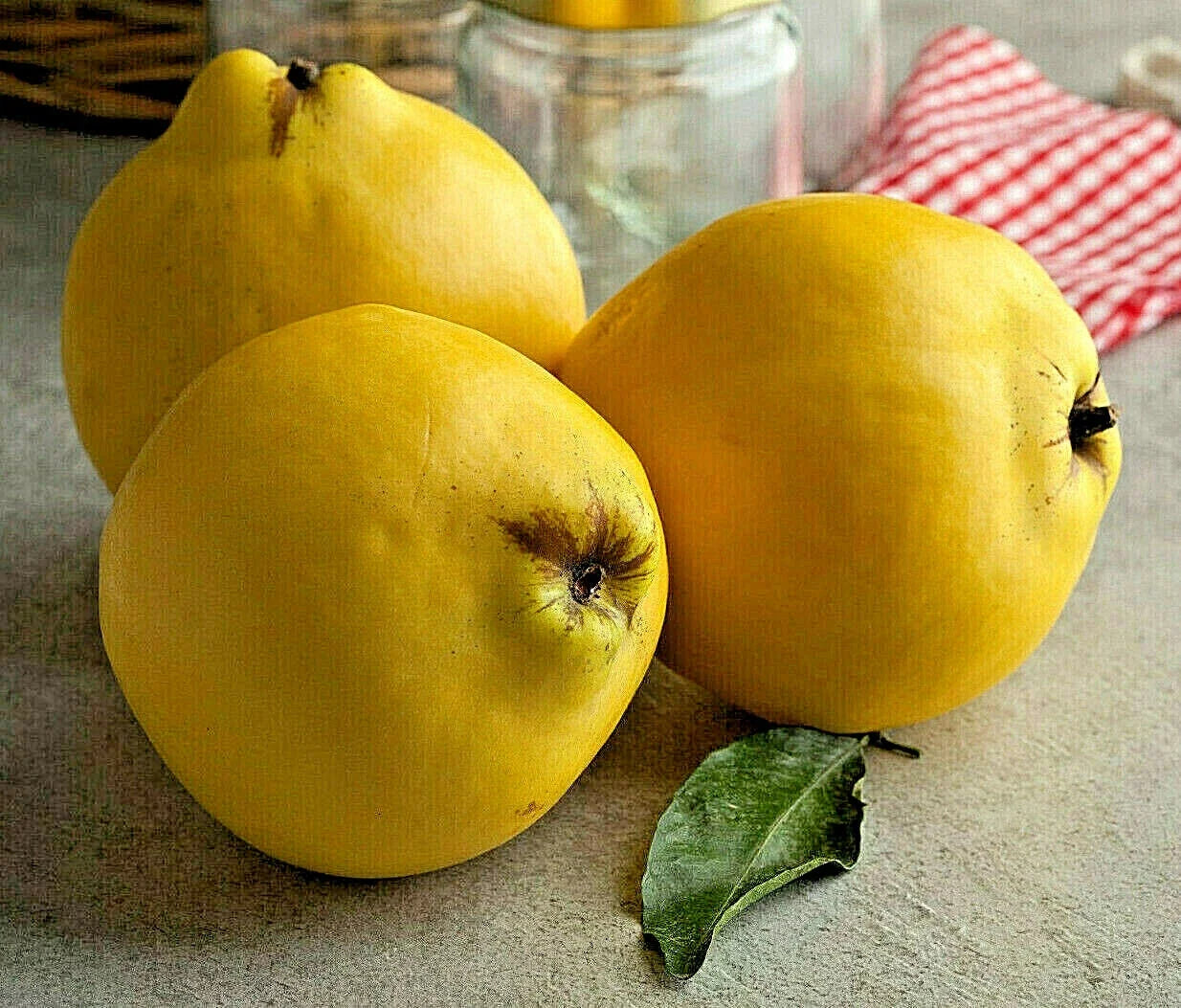 20 Common Quince Seeds Cydonia oblonga Fruit Tree Seeds for Home Garden, Edible Fruits, Deciduous Tree