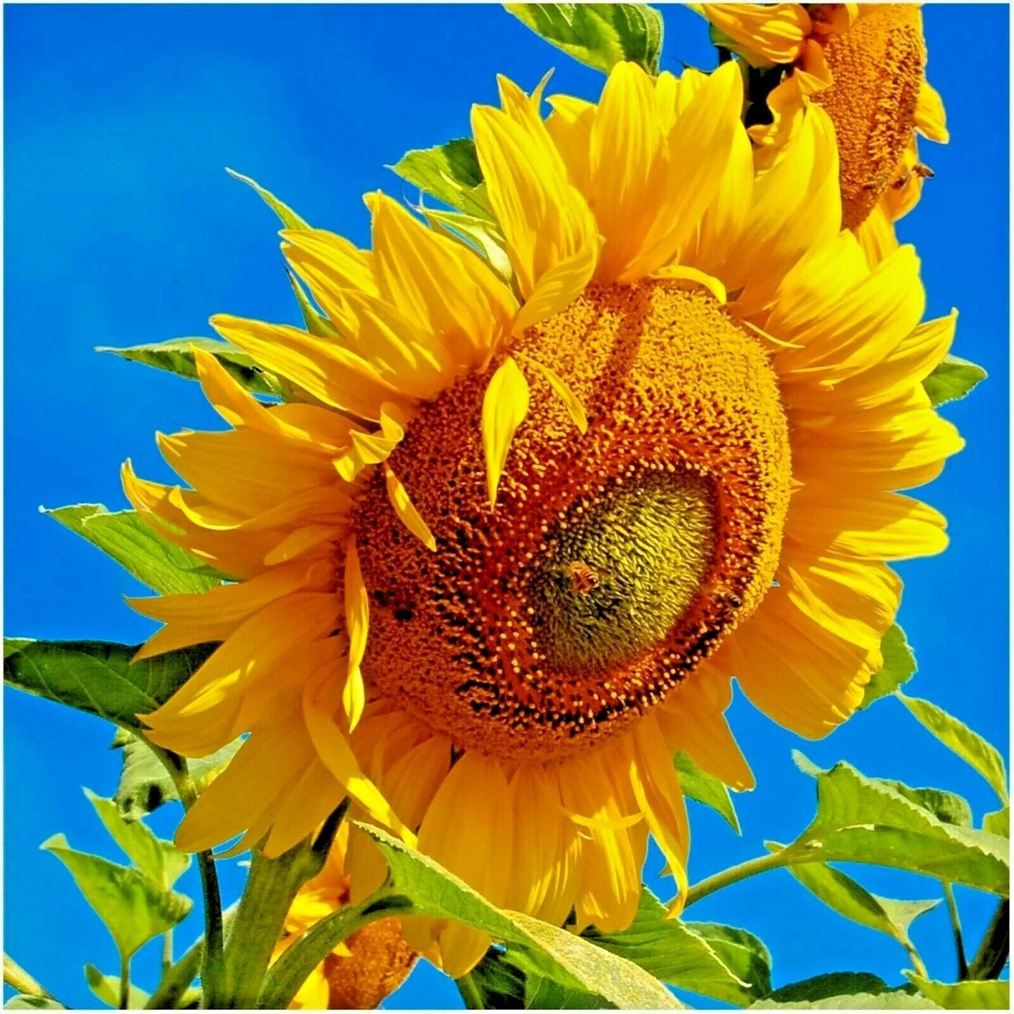 Organic Mammoth Grey Stripe Sunflower Seeds - Helianthus annuus, Giant Wildflower, Easy Grow, Non-GMO, Full Sun