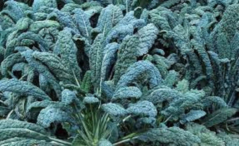 Organic Heirloom Kale Seeds - Lacinato (Dinosaur, Tuscan) - Non-GMO, Vegetable Seeds for Gardening