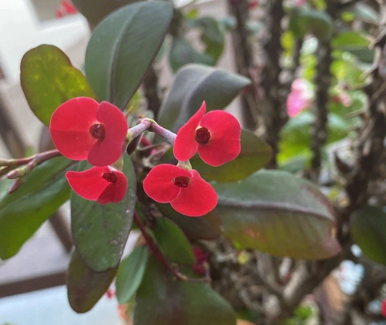 Euphorbia Milii Cutting | Small Red Flowers | Crown of Thorns Plant | Rooted Succulent for Indoor & Outdoor Gardening