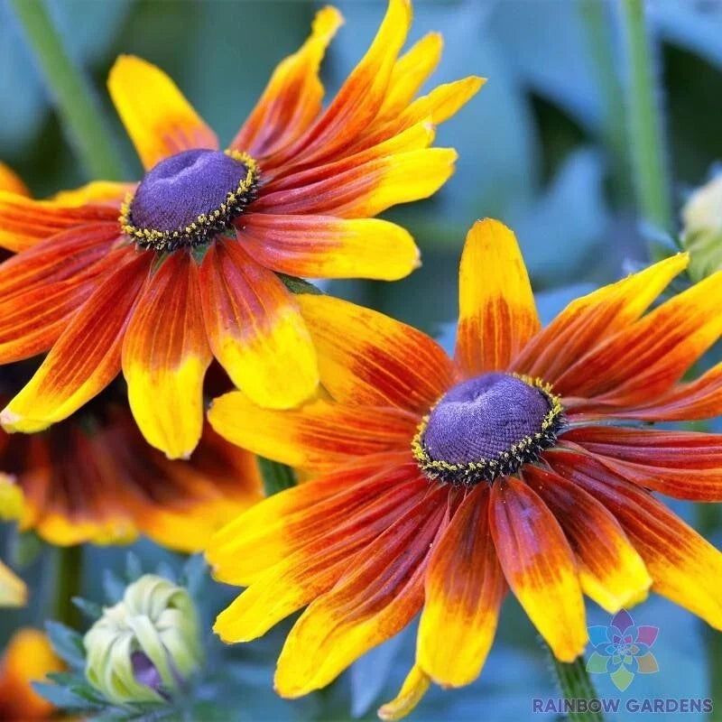 Rudbeckia Seeds - 200+ Autumn Forest Variety - Black-eyed Susan - Garden Planting - Rudbeckia hirta