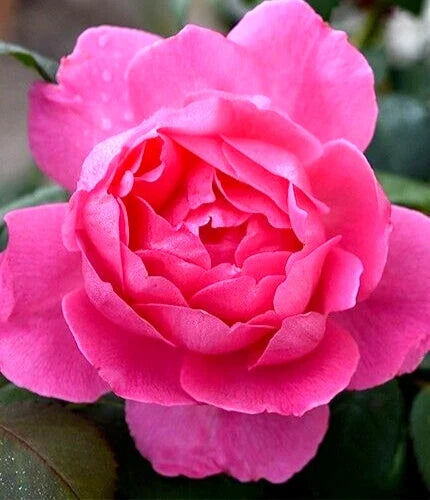 Hybrid Tea Rose Bush Live Plant – Pink Inspiration Rosa, Fragrant, Disease Resistant, 1-2 ft, Pink & Fuchsia Blooms