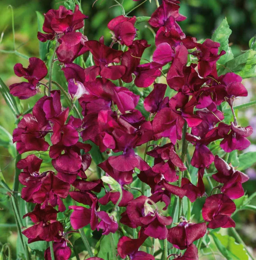 Sweet Pea Seeds - 25 Non-GMO Climbing Vine with Fragrant Deep Maroon Flowers - Lathyrus odoratus