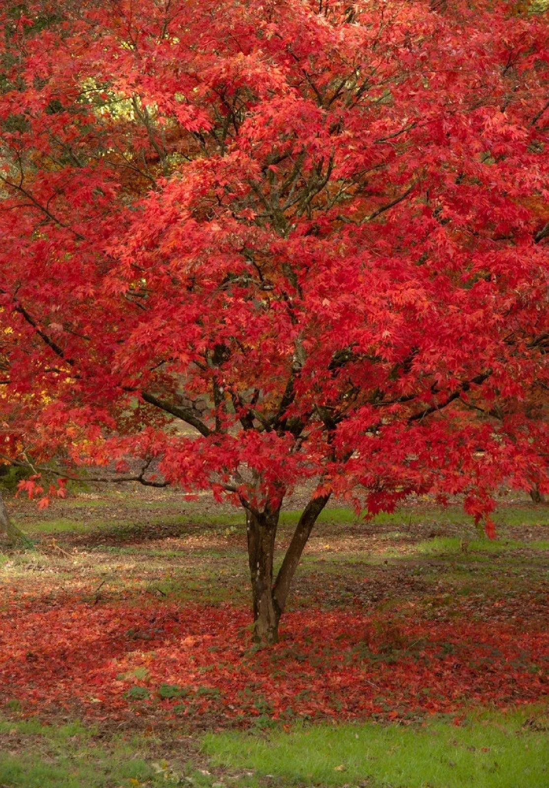 Red Paperbark Maple Seeds - Acer griseum - 5 Pack, Hardy Tree Seeds with Unique Bark and Fall Colors