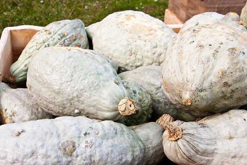 Hubbard Squash Seeds - Heirloom Cucurbita maxima for Garden Planting - 25+ Non-GMO Vegetable Seeds