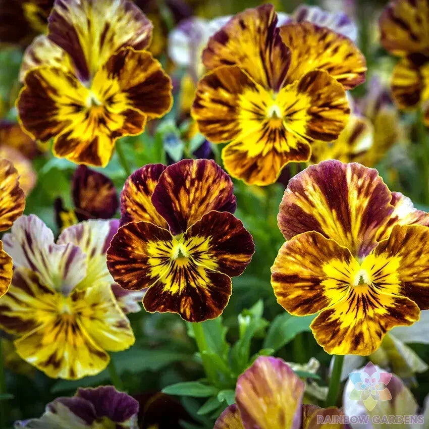 Pansy Seeds Brush Strokes Variety - 200+ Count - USA Grown Viola