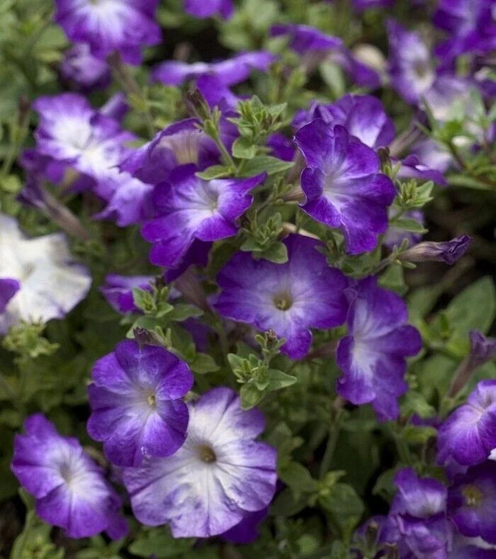 Petunia Seeds 25 Pelleted Melin Blue Morn Petunia × atkinsiana Garden Flower Seeds