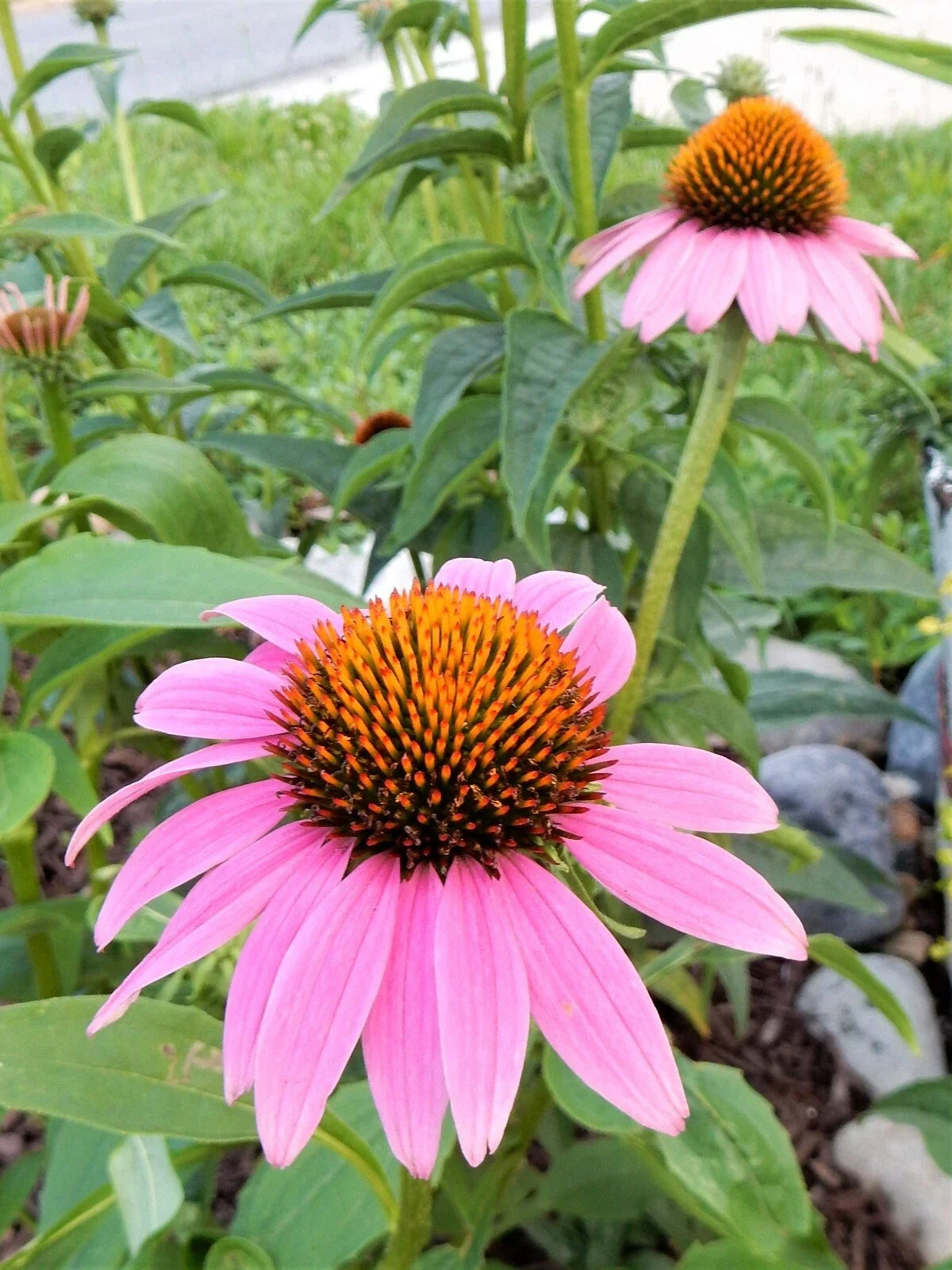 Echinacea Purpurea Coneflower Perennial - 10 Plants, Vibrant Purple Flowers, Drought Tolerant, Pollinator Attracting Garden Plants