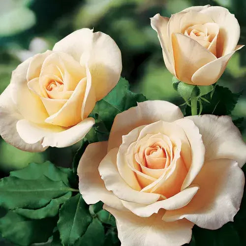 Rose Canada Cuttings 3-Pack | Rosa spp. Easy to Grow Rose Cuttings