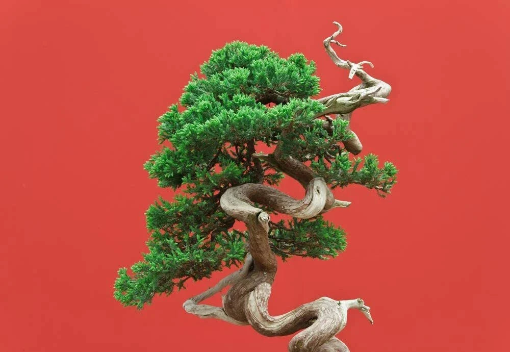 Bonsai Juniper Tree Seeds - 10 Premium Juniperus spp. for Indoor & Outdoor Cultivation