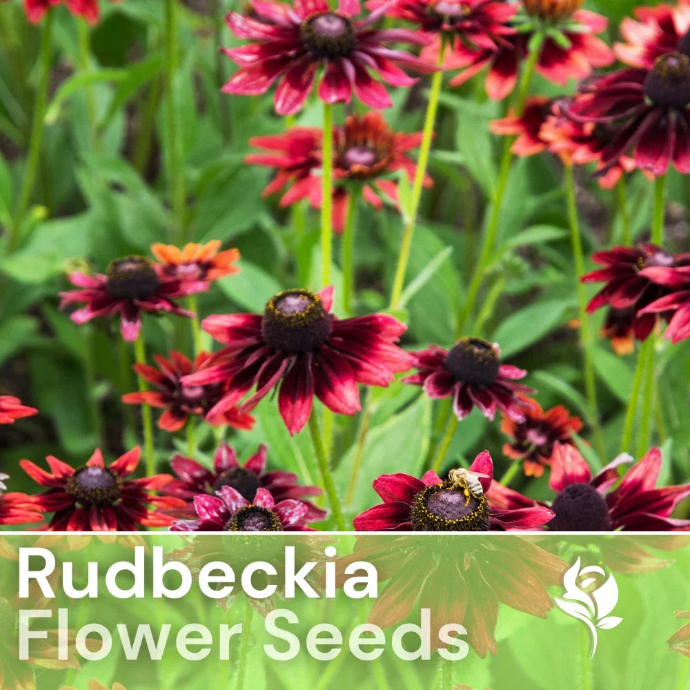 Blackberry Delight Rudbeckia Seeds - 125+ Annual Flower Seeds for Garden, Rudbeckia hirta, Yellow with Dark Centers