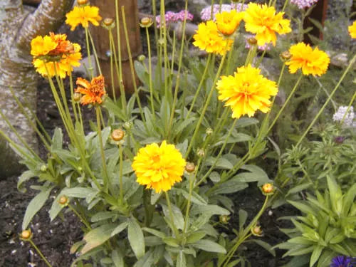 Coreopsis Lance-Leaf Seeds 239 Count - Perennial Yellow Flowers - Coreopsis lanceolata - GroCo USA