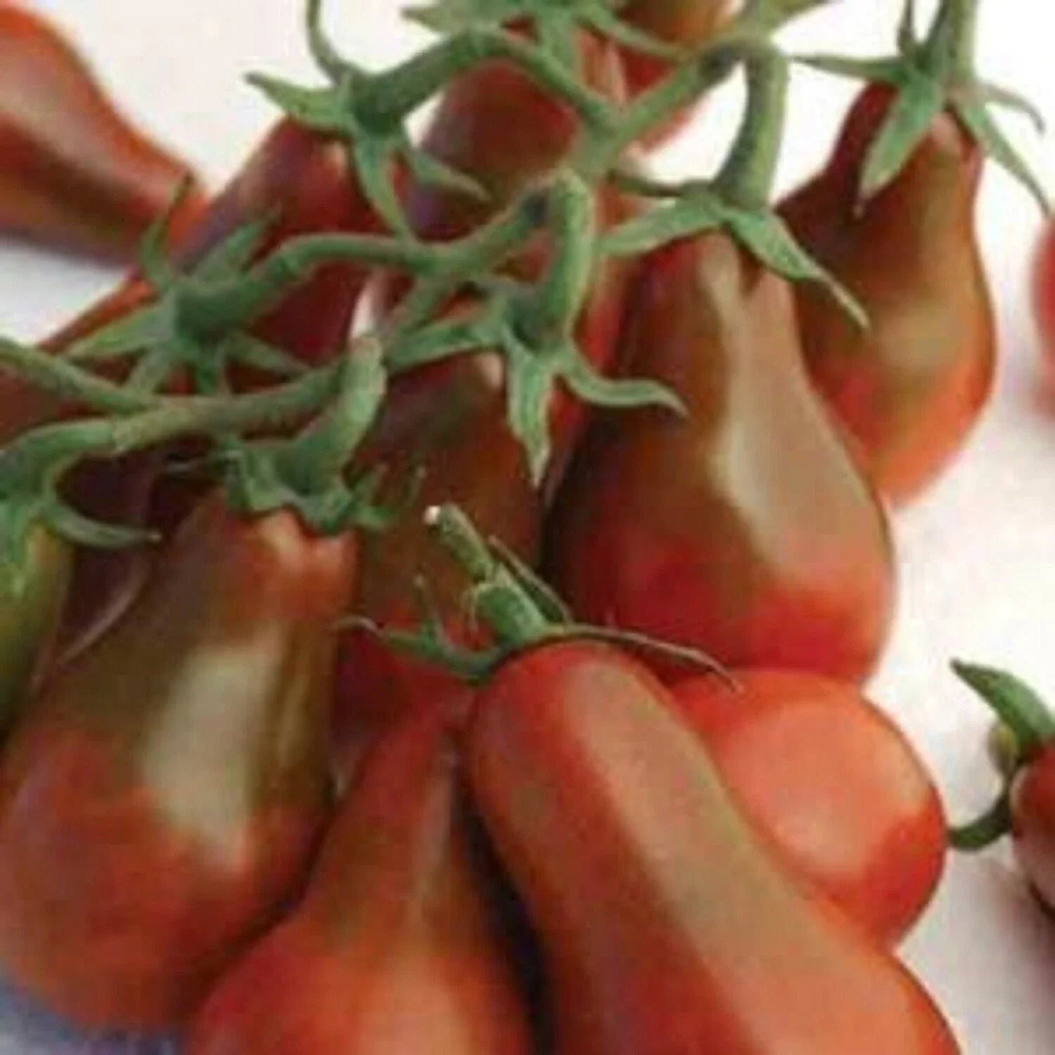 Chocolate Pear Seeds - Pear-Shaped Cherry Fruit, Organic Prunus avium, 30 Seeds for Home Garden & Orchard Cultivation