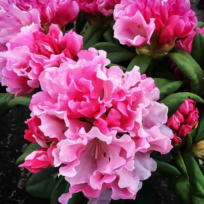 Yaku Prince Rhododendron Starter Plant, Well-Rooted, Dormant Option, Compact Bush, Rhododendron spp.