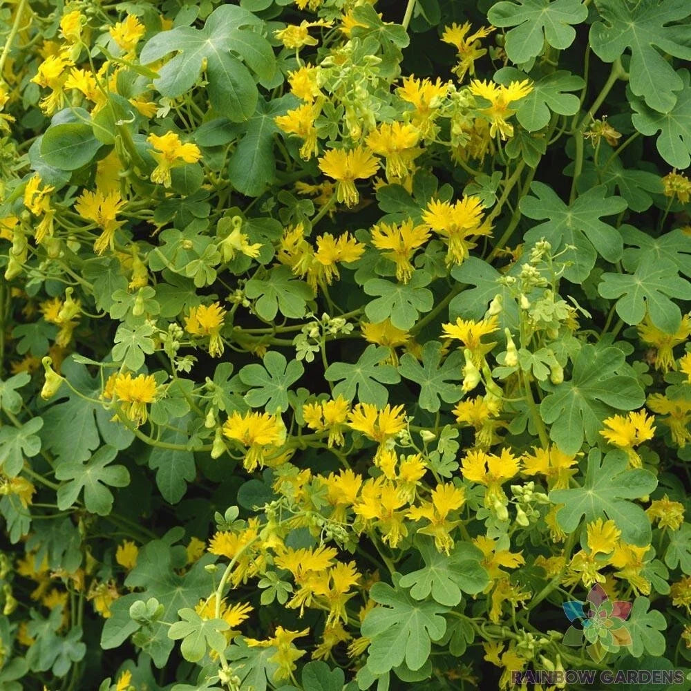 Canary Creeper Nasturtium Seeds - 50+ Pack, Climbing Vine, Tropaeolum peregrinum, Edible Flowers, Garden Planting, USA
