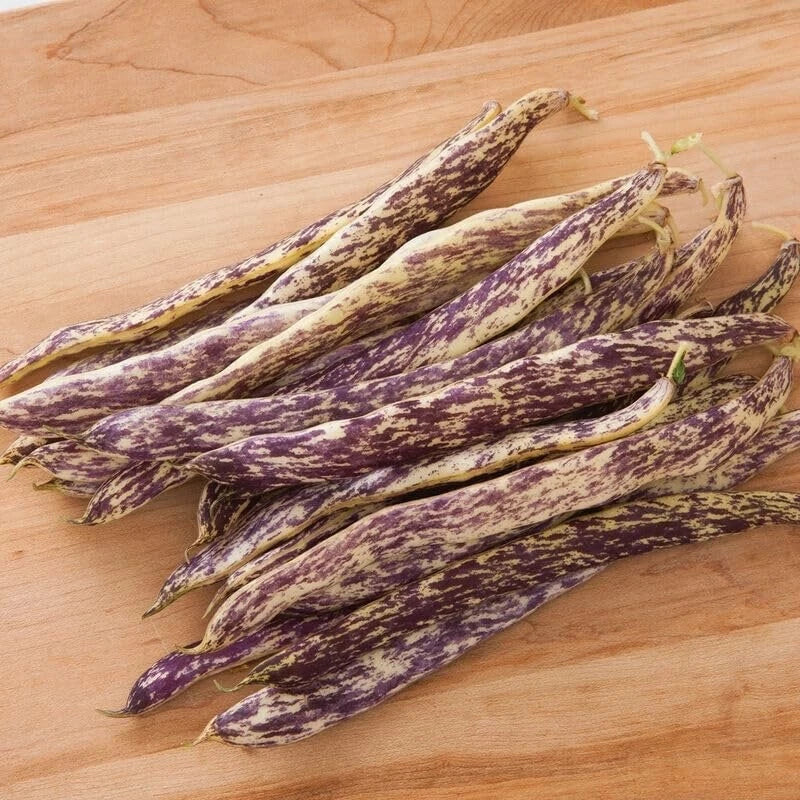Dragon's Tongue Bean Seeds - Heirloom Phaseolus vulgaris, 20 Seeds, Purple-Streaked Green Pods, Bush-Type, Full Sun Planting