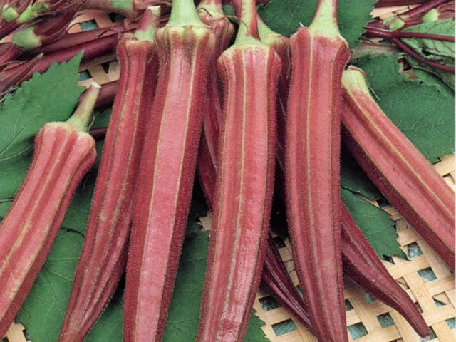 Red Burgundy Okra Seeds – Organic Vegetable Seeds for Home Gardening – Abelmoschus esculentus, Vibrant Red Pods, Non-GMO, Easy to Grow