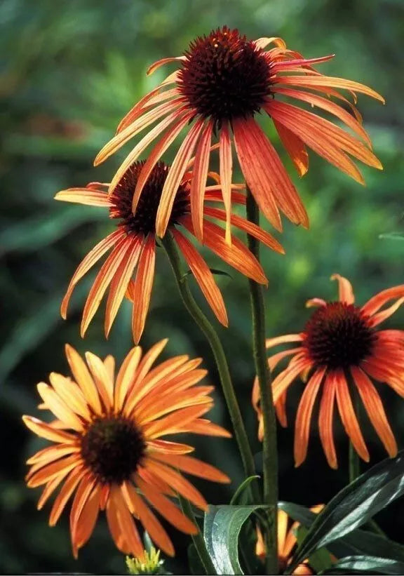 50 Orange Coneflower Seeds - Echinacea purpurea Perennial Flowers for Pollinator Gardens