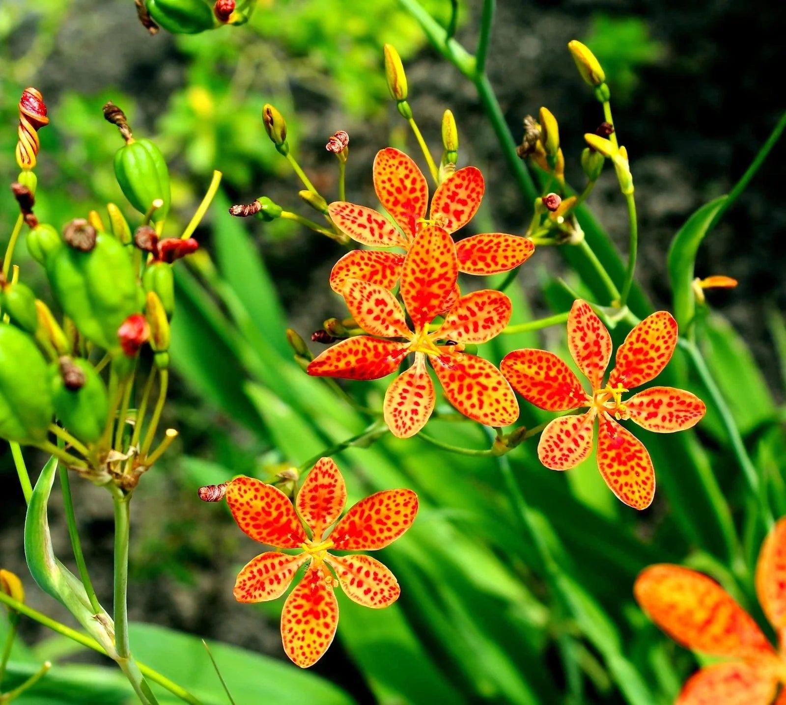 Leopard Lily Seeds 15 Pack Belamcanda chinensis Perennial Flower Seeds for Garden, Drought-Tolerant, Pollinator Attracting
