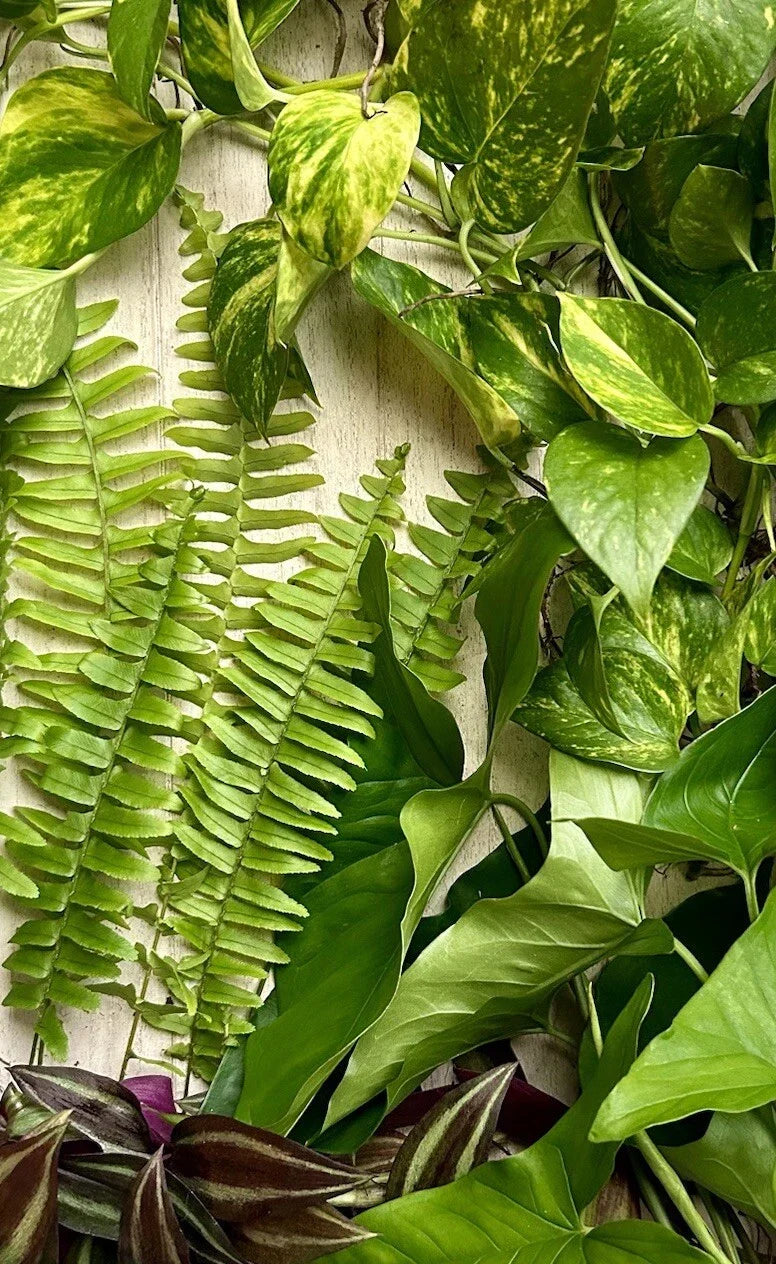 Live Rooted House Plant Cuttings - 20 Pack with Four Varieties for Indoor Home Decor