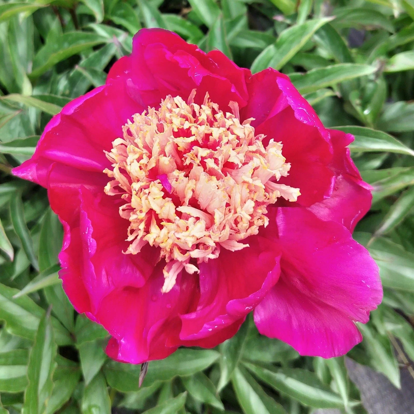 Herbaceous Peony Root Large 5-7 Eyes Paeonia lactiflora Winnifred Domme Fall Ship