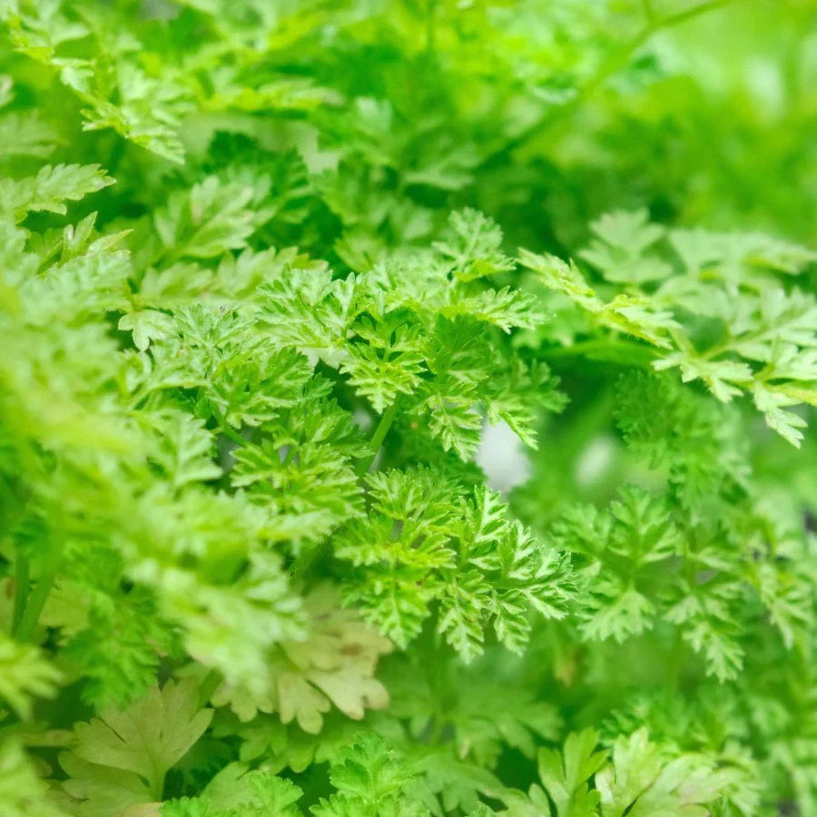 Winter Chervil Seeds - Heirloom Non-GMO French Parsley Anthriscus cerefolium