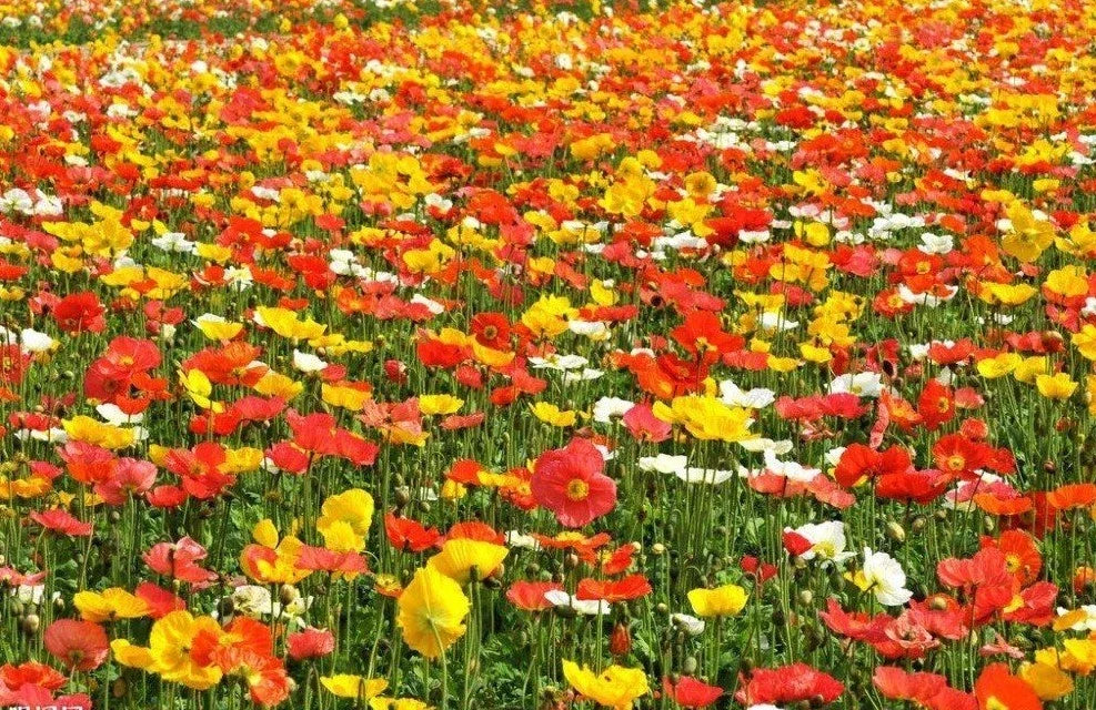 Corn Poppy Wildflower Seeds - 2001+ Mix, Easy to Grow, Vibrant Colors, Papaver rhoeas, Container & Garden Planting